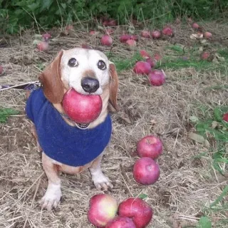 🍎 dog, dachshund, apple, fruit, harvest, cute, pet telegram sticker