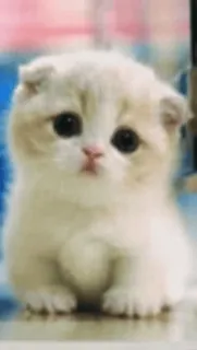 😁 Katze, Kätzchen, süß, Tier, Haustier, Scottish Fold whatsapp sticker