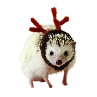 😵 hedgehog, animal, cute, reindeer, christmas, holiday telegram sticker