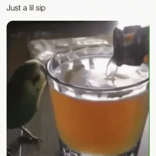 🦜 Just a lil sip pássaro, bebida, engraçado, animal de estimação, bebendo, periquito telegram sticker