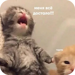 🧔 меня всё достало!!! терпи whatsapp sticker