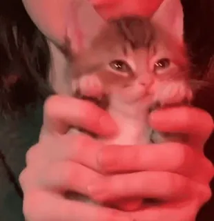 🐈⬛️ котёнок, кошка, домашнее животное, животное, милый, домашний, маленький, млекопитающее telegram sticker