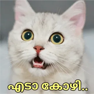 😂 എടാ കോഴി cat, animal, funny telegram sticker