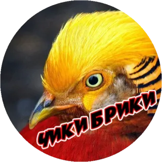 Angry @stickersb2b telegram stickers