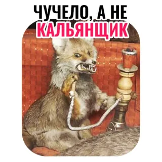 👎 ЧУЧЕЛО, А НЕ КАЛЬЯНЩИК raposa, narguilé, taxidermia, fumando, animal, engraçado telegram sticker