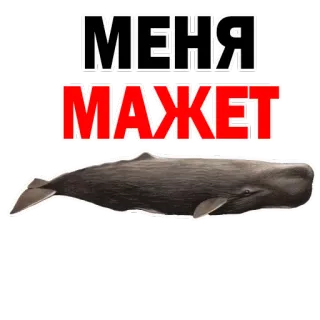 😍 МЕНЯ МАЖЕТ rusia, paus, teks, hewan telegram sticker