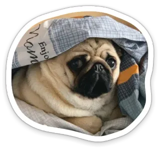 😒 Enjoy Mama dog, pug, cute, pet, animal, blanket telegram sticker