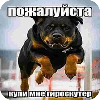 🐶 ПОЖАЛУЙСТА КУПИ МНЕ ГИРОСКУТЕР telegram sticker