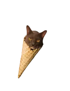 🍨 cat, ice cream cone, animal, pet, dessert, sweet telegram sticker
