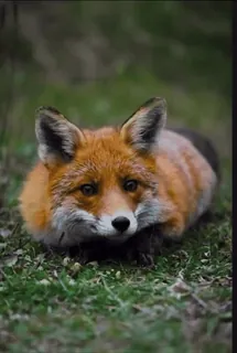 🤩 zorro, animal, fauna, naturaleza telegram sticker