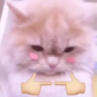 🙇‍♂️ chat, timide, mignon, emoji telegram sticker