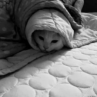 🖇 cat, blanket, animal, pet, cute, cozy telegram sticker
