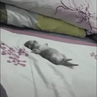😴 gatinho, dormindo, fofo, cama, animal, animal de estimação, gato telegram sticker