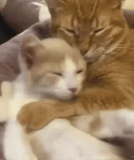 💞 猫, 猫咪, 小猫, 动物, 可爱, 宠物, 拥抱, 喜爱 telegram sticker