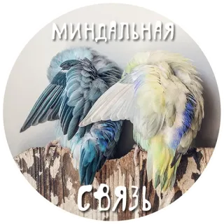 💭 МИНДАЛЬНАЯ СВЯЗЬ oiseaux, perruches, amitié, inséparables, animaux, mignon telegram sticker