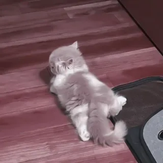 🐈 kotek, kot, zwierzę domowe, zwierzę, słodki, domowy, koci telegram sticker