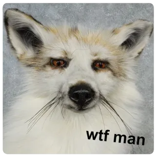 😟 wtf man fox, animal, funny, wtf, meme, expression, confused telegram sticker