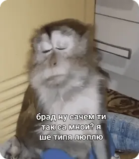 🥺 брад ну сачем ти так са мнои? я ше типа люплю macaco, animal, meme, animal de estimação whatsapp sticker