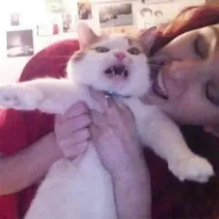 😂 gatto, animale, animale domestico, arrabbiato, domestico telegram sticker