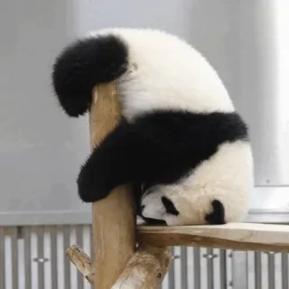Panda(@PinkyCherry) telegram stickers