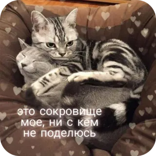 🐱 это сокровище мое, ни с кем не поделюсь 猫, 愛情, 愛, かわいい, 動物, ペット telegram sticker
