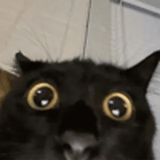 🤩
