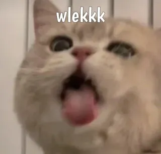 😼 wlekkk кот, смешной, животное, мем whatsapp sticker