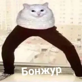 👋 Бонжур kot, śmieszne, mem, zwierzę, spodnie, bonjour telegram sticker
