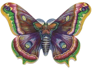 🦋 ผีเสื้อ, แมลง, ธรรมชาติ, ปีก, มีสีสัน, ตกแต่ง telegram sticker