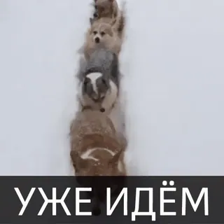 👣 УЖЕ ИДЁМ cani, neve, animali, carino, russo telegram sticker