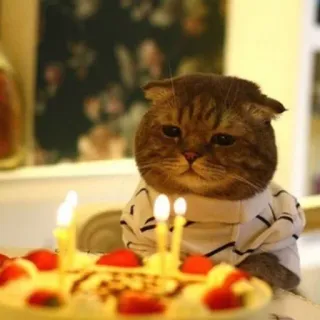 ☹️ chat, anniversaire, fête, gâteau, bougies, animal, animal de compagnie telegram sticker