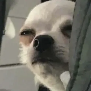 😑 hond, chihuahua, dier, huisdier, meme, grappig telegram sticker