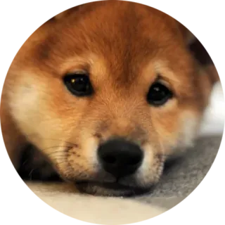 😔 犬, 子犬, 柴犬, かわいい, 動物, ペット telegram sticker