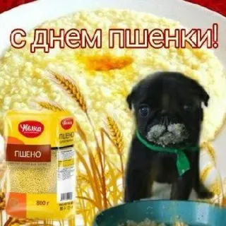 🌾 С днем пшенки! food, dog, millet, celebration, greeting telegram sticker
