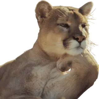 Мемные животные @stickernayaa telegram stickers