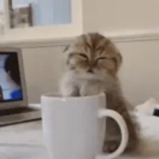😵 Katze, süß, Tasse, Tier, Haustier, Kaffee whatsapp sticker