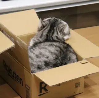 📦 cat, box, pet, kitten, cardboard whatsapp sticker