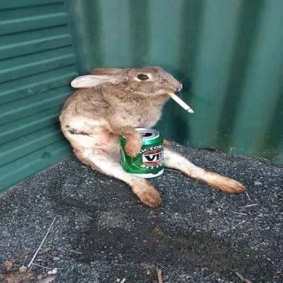 🐰 conejo, cerveza, cigarrillo, animal, humor telegram sticker