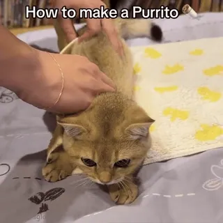 😋 How to make a Purrito telegram sticker