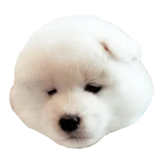 😥 犬, 子犬, サモエド, かわいい, ふわふわ, ペット telegram sticker
