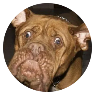 👹 Hund, Tier, Haustier, lustig, Meme telegram sticker