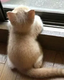 🐾 cat, kitten, window, cute, pet, animal whatsapp sticker