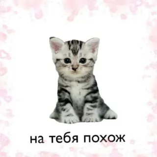 🥰 на тебя похож 猫, 子猫, 可愛い, ロシア, 動物 telegram sticker