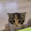 🐱