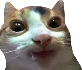 🤤 cat, animal, meme, funny, pet telegram sticker