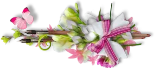 😮 flowers, butterfly, bouquet, pink, white, nature, floral arrangement, decorative whatsapp sticker