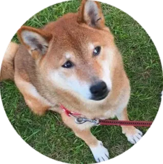 🤐 pies, shiba inu, zwierzę domowe, zwierzę, słodki, rasa psa, zwierzę udomowione telegram sticker