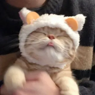 🤍 gatto, gattino, animale, animale domestico, carino, cappello, lingua telegram sticker