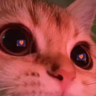 ❤ Katze, Tier, Haustier, Orange getigerte Katze, Katzenartig, Hauskatze, Kätzchen whatsapp sticker
