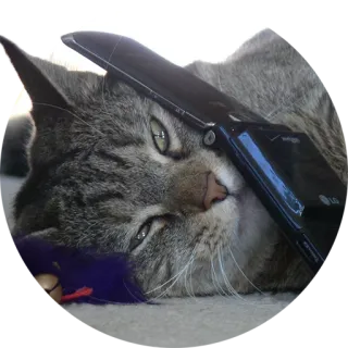 📱 cat, phone, animal, cute, pet, domestic cat telegram sticker